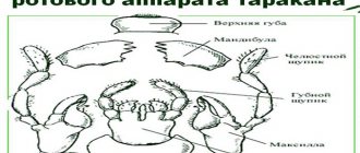 The structure of the gnawing mouthparts of a cockroach