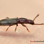 Суринамский мукоед