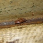 Cockroach in the apartment