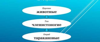 таракан