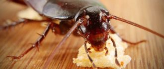Cockroach