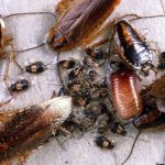 Тараканы что делать