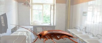 Cockroaches in the dorm