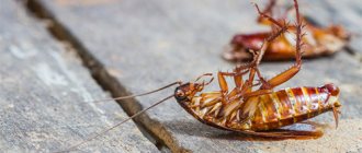 cockroaches
