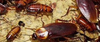 Cockroaches