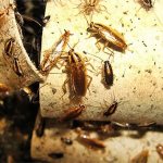cockroaches