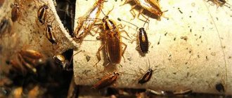 cockroaches