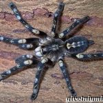 Тарантул-паук-Образ-жизни-и-среда-обитания-паука-тарантула-6