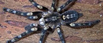 Tarantula-spider-Lifestyle-and-habitat-of-a-spider-tarantula-6
