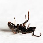 Those ultrasonic devices that could scare away ants will have a strong effect on humans