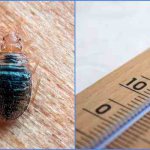 Температура гибили клопов