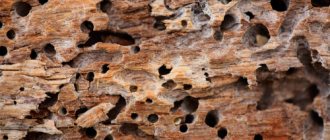 Termites