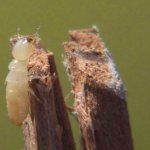 termites eat