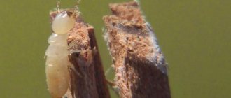 termites eat