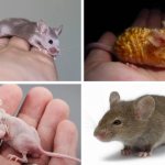 Types of fur in rodents