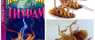 Thiuram for cockroaches