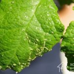 Тля – опасный паразит, который быстро адаптируется к любым условиям и за короткое время создает большие колонии, уничтожающие комнатные растения