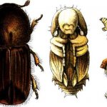 Точильщик проходит 4 стадии развития: яйца, личинка, куколка, взрослая особь