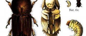 Точильщик проходит 4 стадии развития: яйца, личинка, куколка, взрослая особь