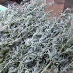 ТОП 20 лучших народных средств помогающих избавиться от клопов в вашей квартире навсегда полынь