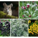 Трава от мышей