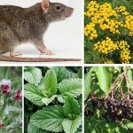 Травы от крыс