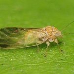 Травяные блохи