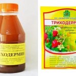Триходермин: состав препарата, отзывы, аналоги, способы применения на огороде и в саду
