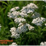 тысячелистник трава