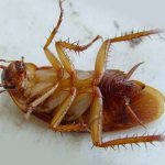 Killed cockroach