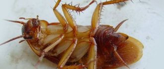 Killed cockroach