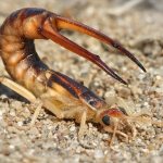Earwig
