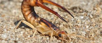 Earwig