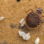 Уксус может опугнуть клопов, но не на долго