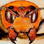 Укус шершня: чем опасен, первая помощь, лечение, последствия