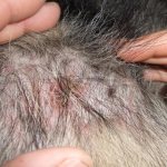 Bedbug bites on a dog