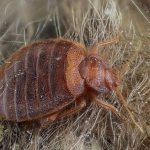 Eliminate bedbugs in an apartment: 5 effective ways