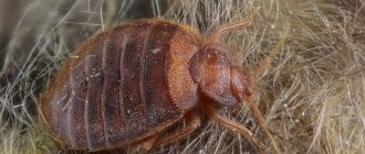 Eliminate bedbugs in an apartment: 5 effective ways