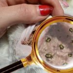 Ear mites in rabbits