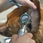 ear mites in dogs