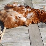 It is important to keep in mind that rat traps and poisons can be dangerous not only for rats, but also for the chickens themselves.