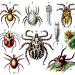 Виды клещей фото