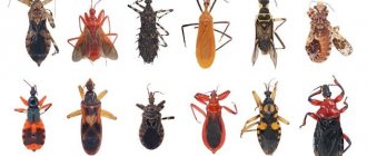 Types of bedbugs photo