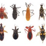 Types of bedbugs
