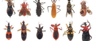 Types of bedbugs
