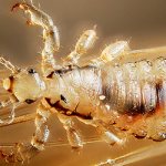 Types of lice: what kind of lice do humans have (photo)
