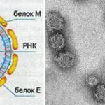 вирус клещевого энцефалита