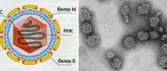 вирус клещевого энцефалита