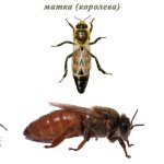 Внешний вид пчёл