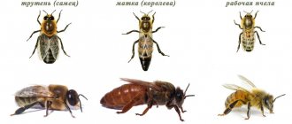 Внешний вид пчёл
